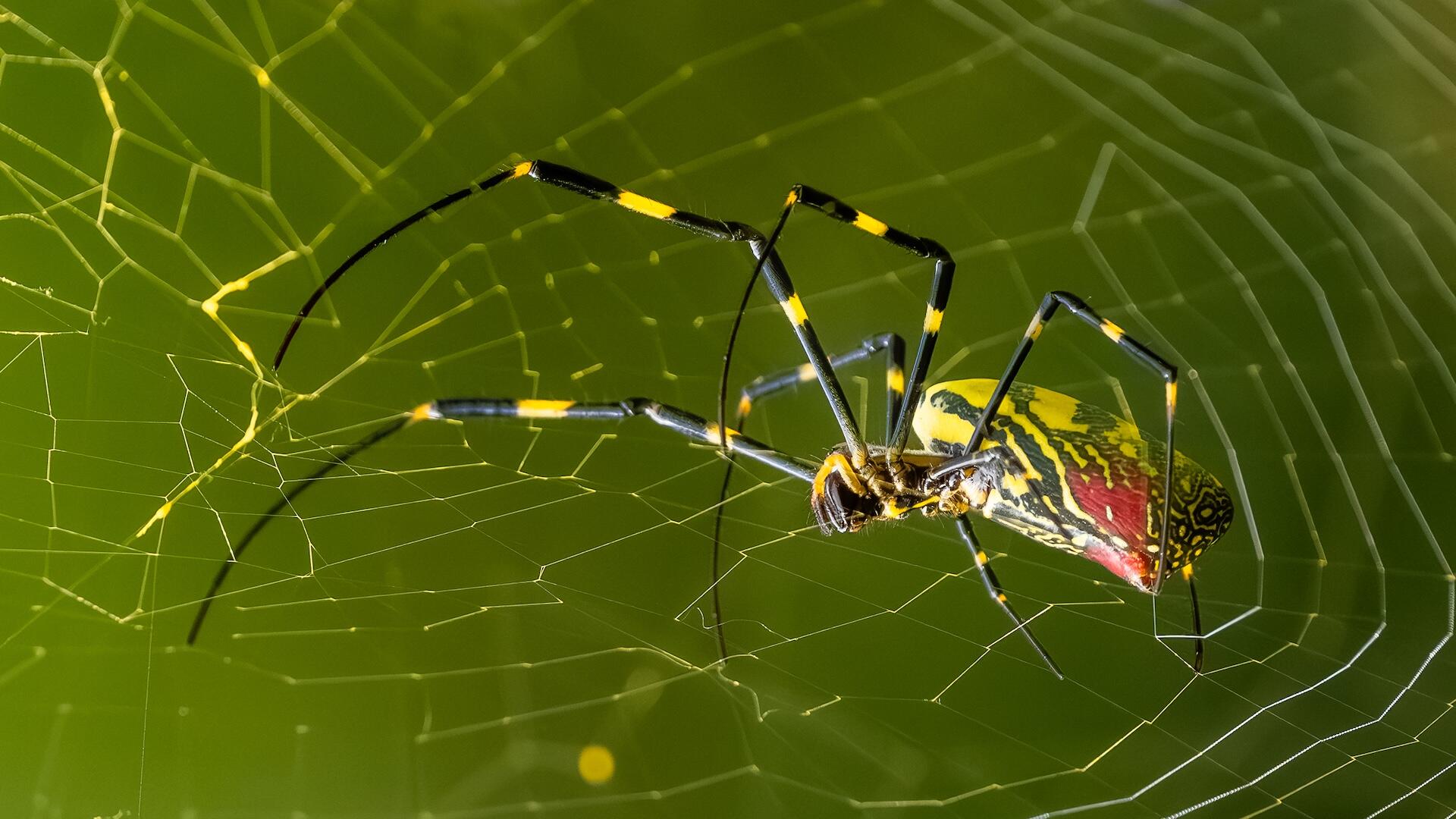 Invasive Joro spiders are "slowly spreading." Here's what to do if you see one.