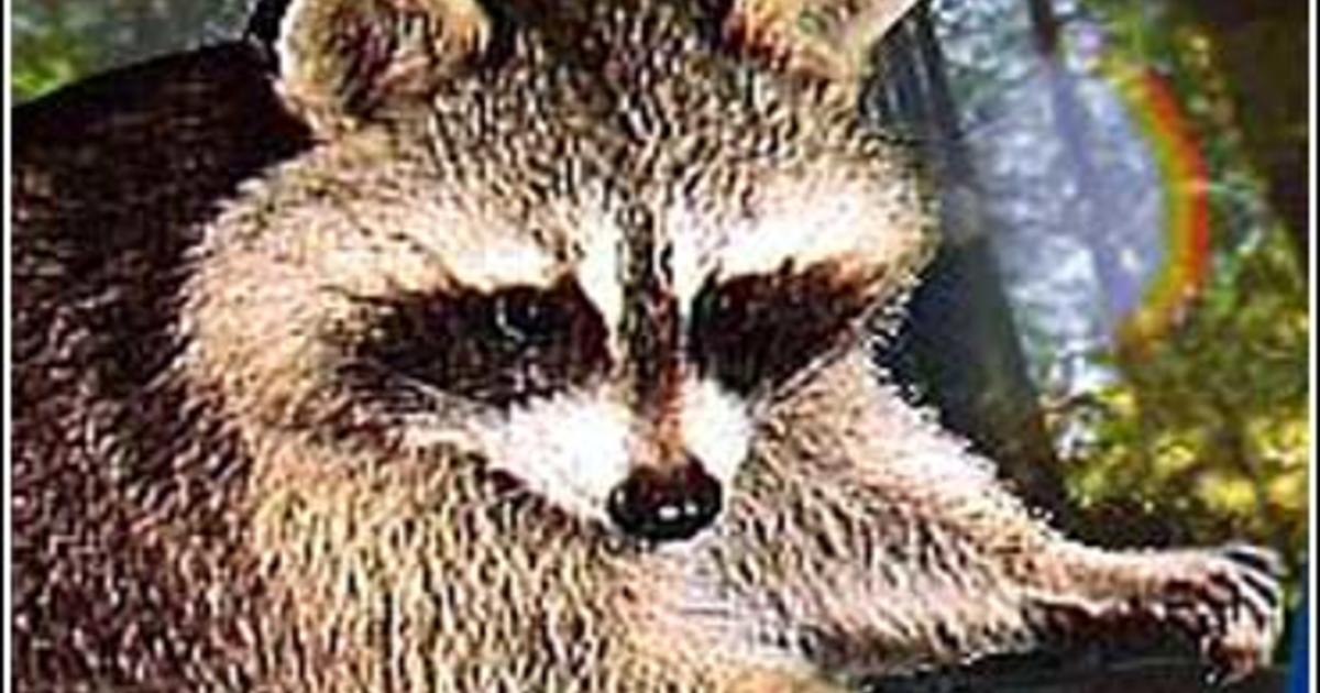 2 police officers have funny encounters with a cat and raccoon - ABC News