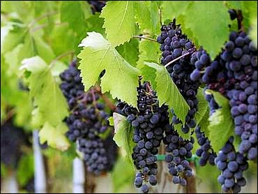 Gimme Back my Vines! Great Grape Heist in Wash. State Cleans Out Rare Vine 