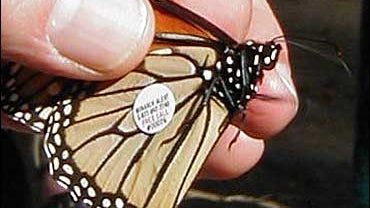Follow That Butterfly! 