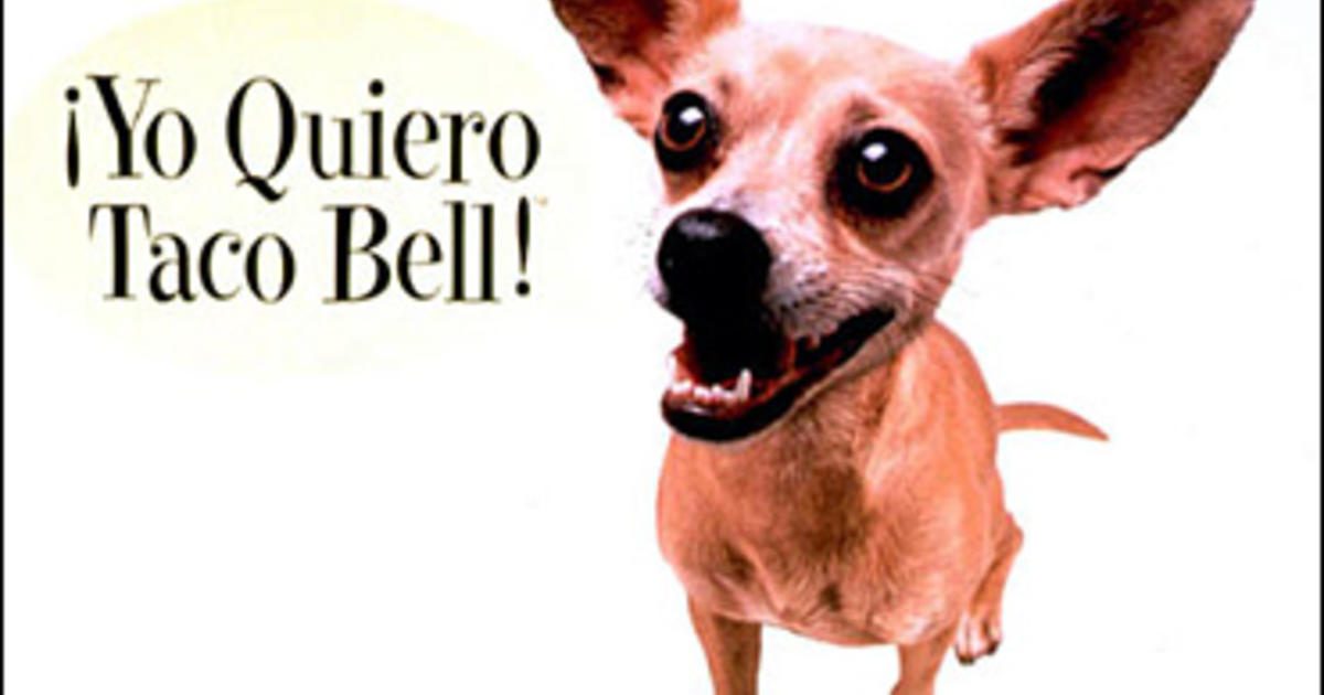 what happened to the taco bell chihuahua dog