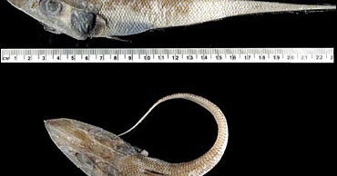 Plenty Of Fish Species In The Sea - CBS News