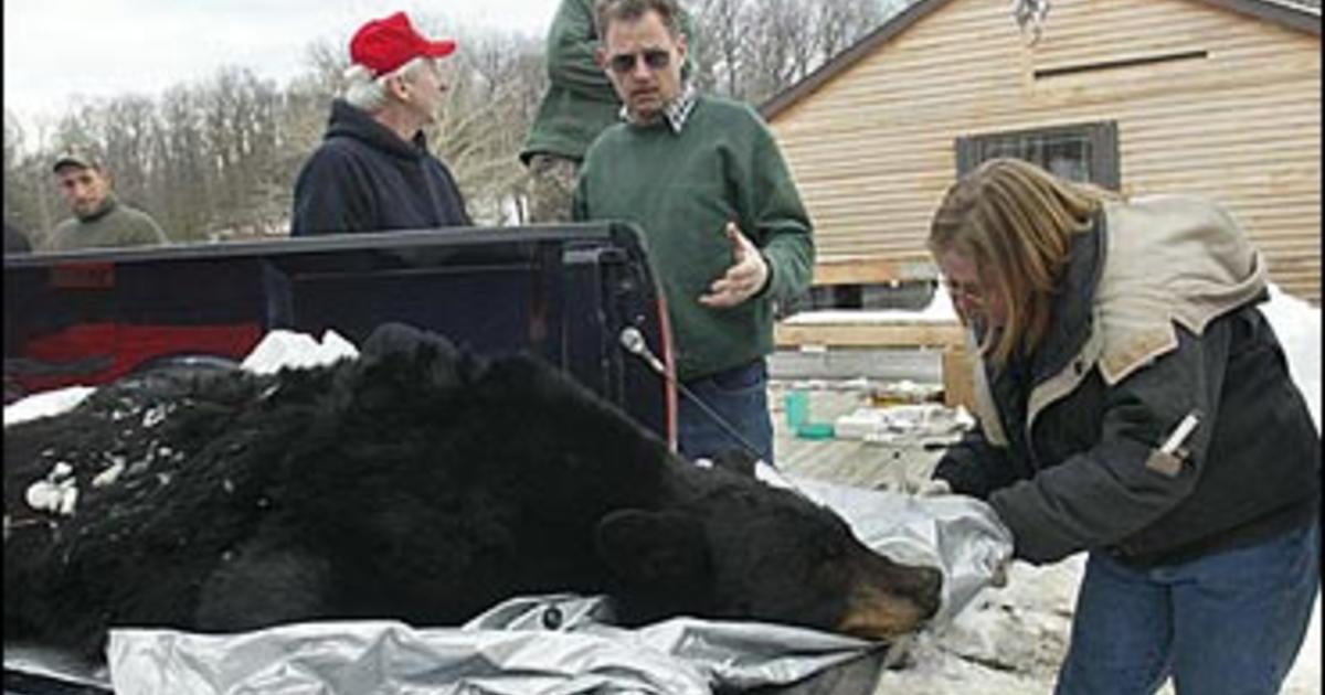 New Jersey Bear Hunt