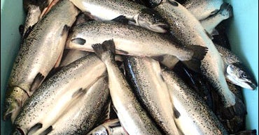 Wild Salmon Healthier Than Farmed CBS News