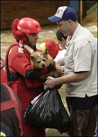 Saving Man's Best Friend 