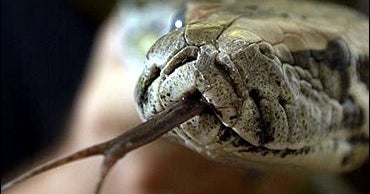 Python Strangles Child in Florida - CBS News