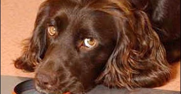 Dogs Can Smell Cancer CBS News