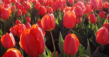 When Spring Flowers Die CBS News