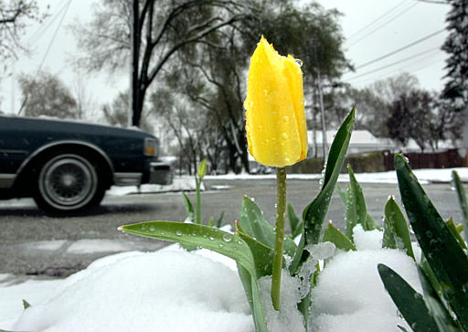 Rare Spring Snowstorm