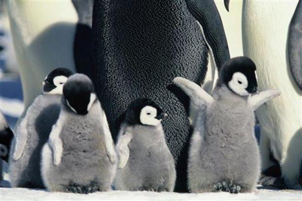 Penguins On Parade 