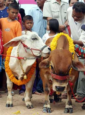 Till Death Us Moo Part 