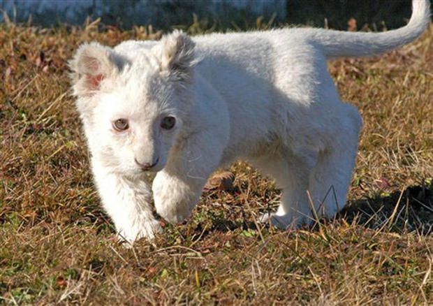 White Lioness 