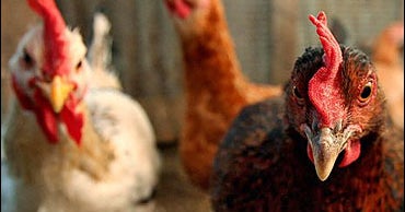 Fowl Actions in England - CBS News