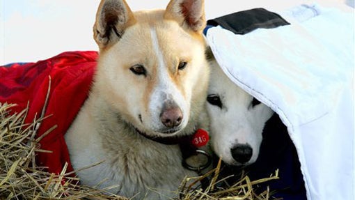 Iditarod Day 4 