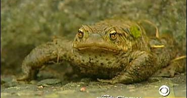 Why Do Toads Cross The Road? CBS News