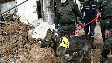 Rescue workers take their sniffer dog through destroyed market 
