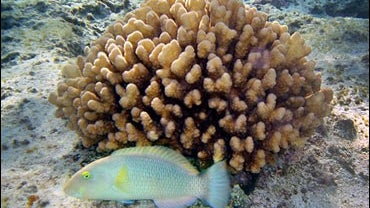 blue parrotfish 