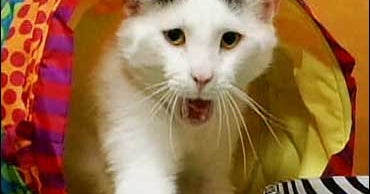 Pet Food Recall Has Owners Worried CBS News