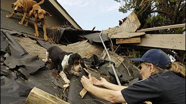 Some pets, which were rescued after Katrina 