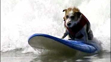 Surfer dog 