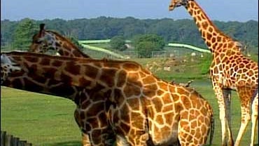 Six Flags Wild Safari in Jackson, N.J. Tracy Smith goes behind the scenes 