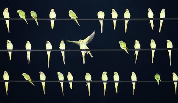 Birds On A Wire 