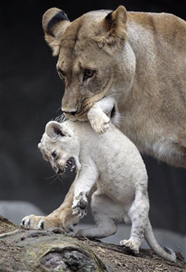 Clutching Her Cub 