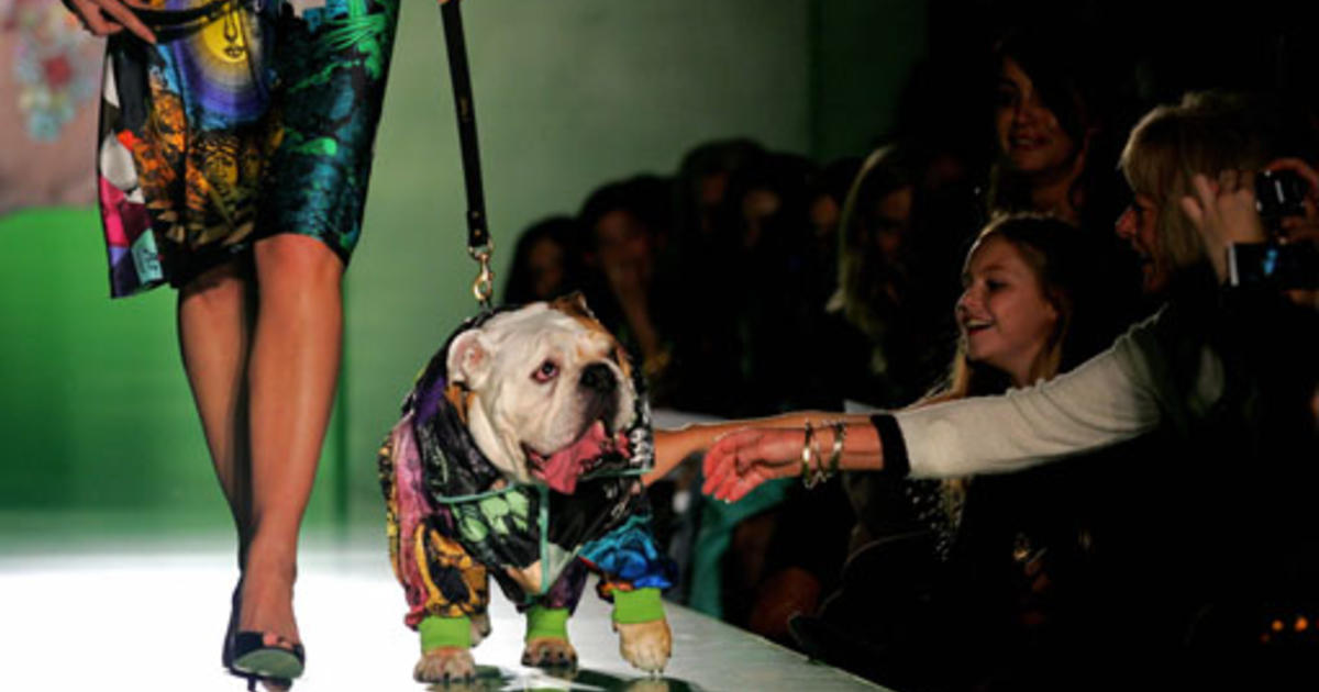 The Looks Of The Coppell Art Center's Dog Fashion Show.