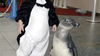 Pair Of Penguins 