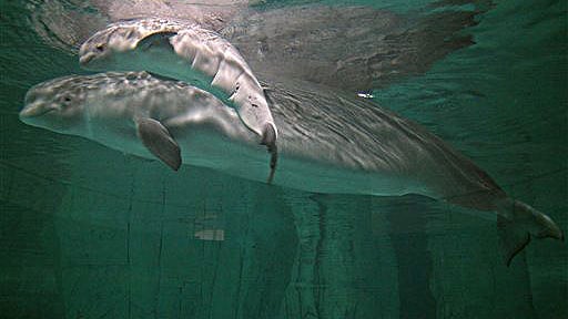 Baby Beluga 