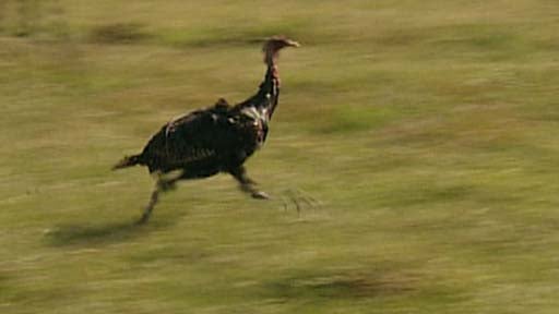 Steve Hartman Cries Fowl 