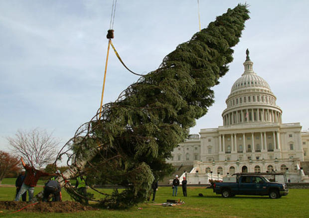 Tree For D.C. 