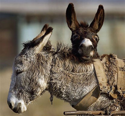 Lazy Donkeys 
