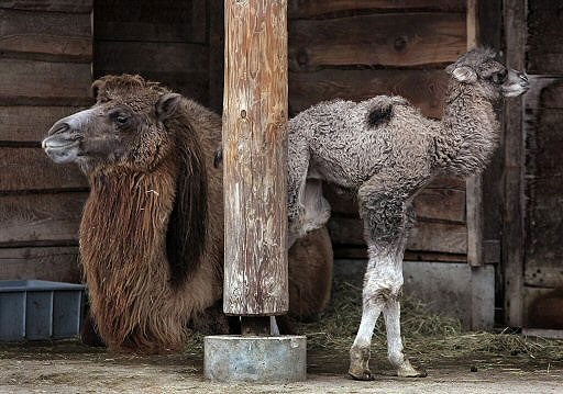 Camel's First Hump Day 