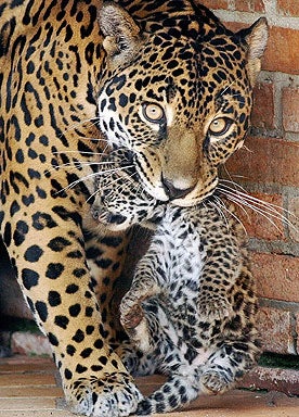 Safe In Mother's Jaws 