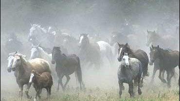 wild horses, kansas, 2002 file photo 