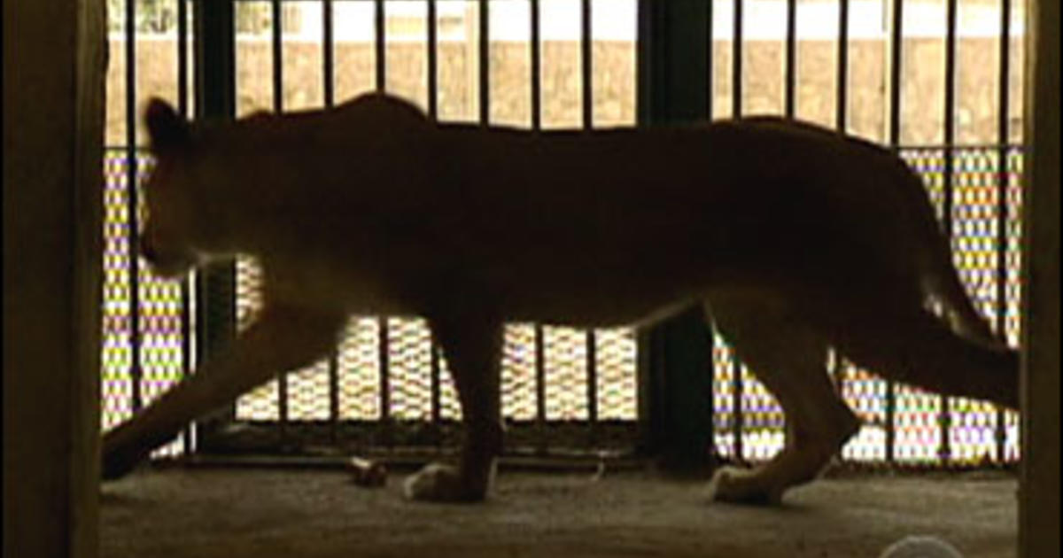 Fort Wayne zoo's popular lion dies week after cancer found