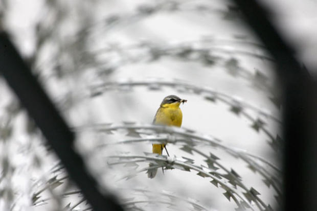 Bird On A Wire 