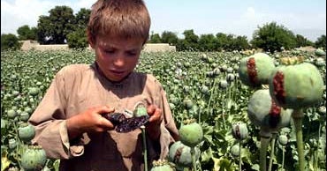 Afghan Opium Production Soars By 49% - CBS News