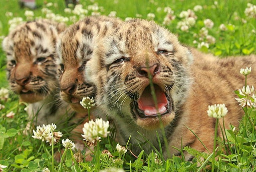 Three Heads Are Better ... 