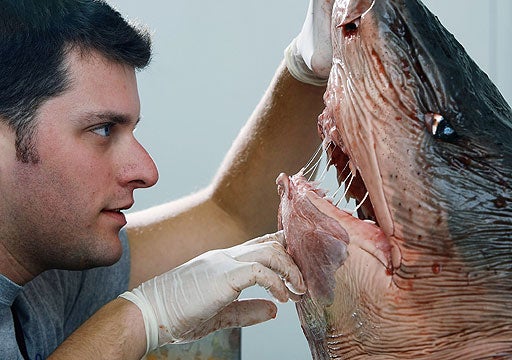 Eye Of The Tiger Shark 