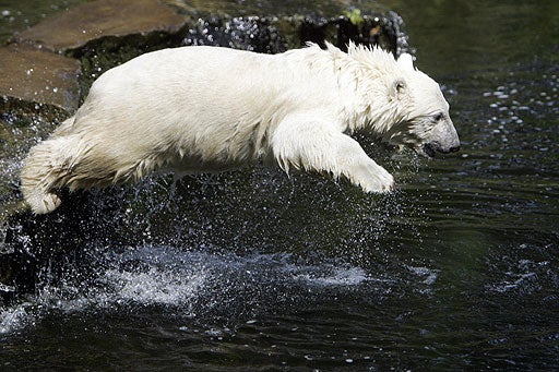 Bearing The Spotlight 