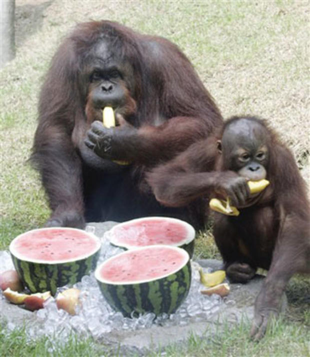Summer Orangutans 