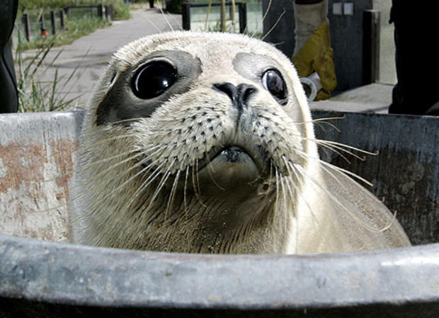 Seal Sendoff 