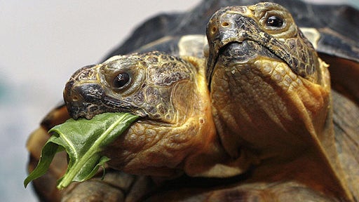 Two-Headed Tortise 