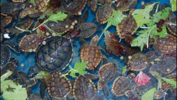 Saving Sea Turtles 