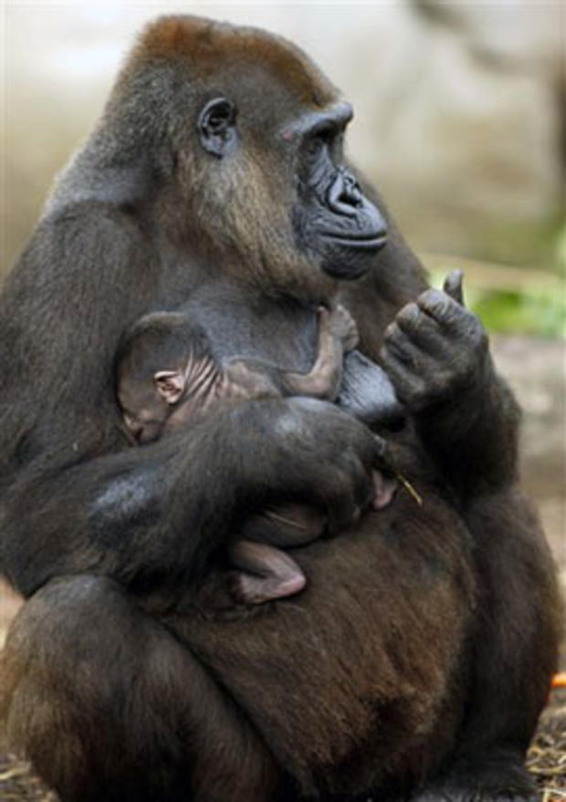 Safe In Mother's Arms 