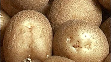 seed potatoes 