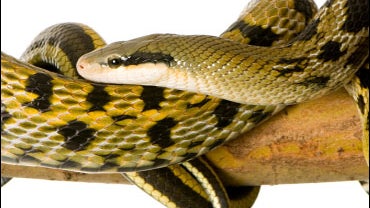 Rat snake 