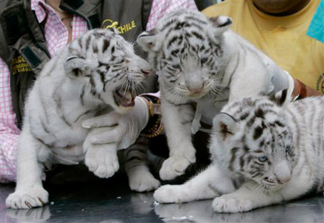 OKC Zoo celebrates Sumatran tiger twins' first birthday